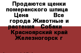 Продаются щенки померанского шпица › Цена ­ 45 000 - Все города Животные и растения » Собаки   . Красноярский край,Железногорск г.